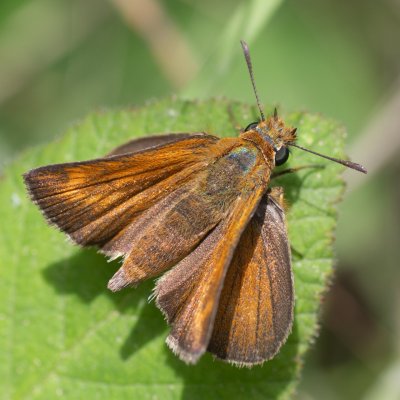 Thymelicus acteon (soumračník žlutoskvrnný), GR, Ano Garounas, Korfu