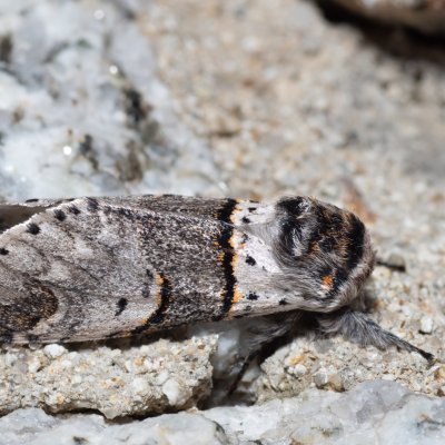 Furcula bifida (hranostajník osikový) , SK, Štôla