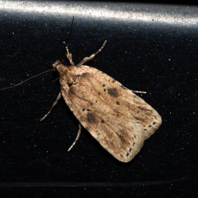 Agonopterix arenella (plochuška lopuchová), Hády - odkaliště