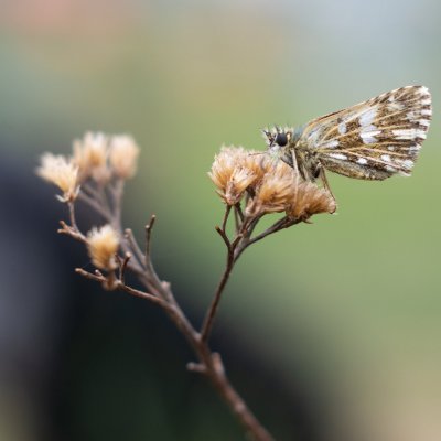 Pyrgus malvae (soumračník jahodníkový), Střelecký kopec