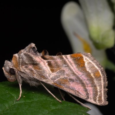 Euchalcia variabilis (kovolesklec horský), NPR Děvín