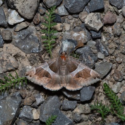 Dysgonia algira (hnědopáska temnopásá), Hády