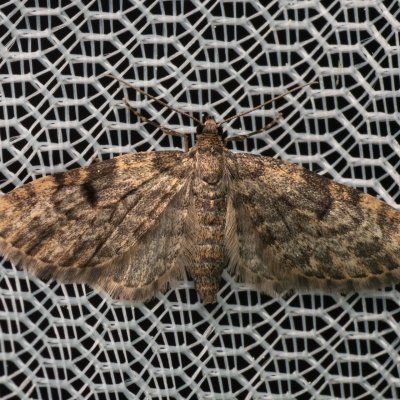 Eupithecia tantillaria (píďalička borová), PR Pavlovské mokřady