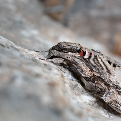 Agrius convolvuli (lišaj svlačcový), HR, Jablanac