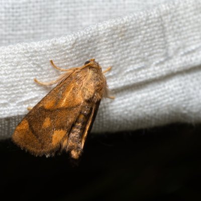 Apoda limacodes (slimákovec dubový), PP Černice