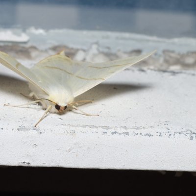 Ourapteryx sambucaria (zejkovec bezový), SK, Štôla