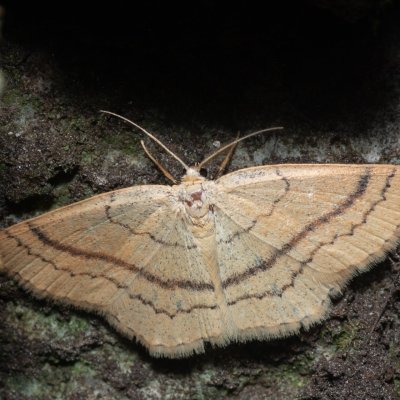 Cyclophora linearia (očkovec bukový), Kateřinská jeskyně
