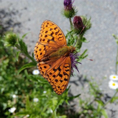 Argynnis adippe (perleťovec prostřední), Ríšova studánka