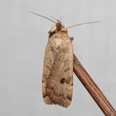 Noctua interposita (osenice přehlížená), NPP Na Adamcích