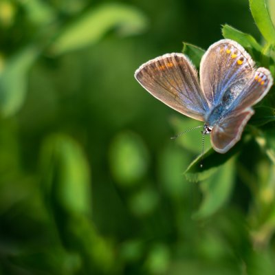 Polyommatus icarus (modrásek jehlicový), Žebětín