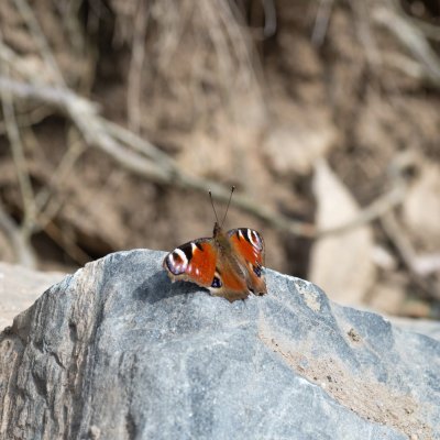 Aglais io (babočka paví oko), Senorady