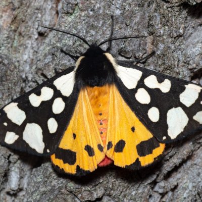 Arctia villica (přástevník špenátový), PP Střelický les