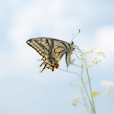 Papilio machaon (otakárek fenyklový), NPR Mohelenská hadcová step
