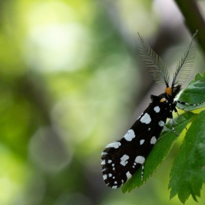 Euplocamus anthracinalis (mol ozdobný), PR Kamenný vrch