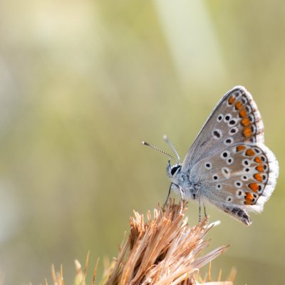 Aricia agestis (modrásek tmavohnědý), Hnanice