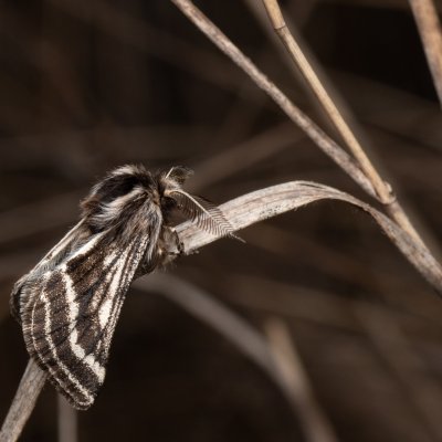 Lycia zonaria (drsnokřídlec bělopásný), PP Člupy