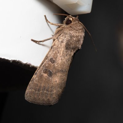 Hoplodrina blanda (blýskavka pampelišková), Lysá hora u Ochozu