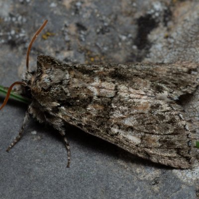 Polyploca ridens (můřice dubová), PP Kavky