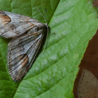 Chesias rufata (píďalka kručinková), PP Kavky