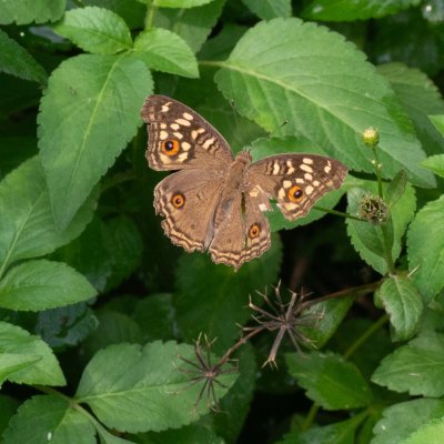Junonia lemonias (-), TH, Krabi