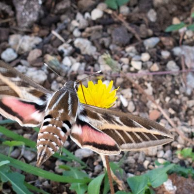 Hyles livornica (lišaj vinný), HR, Jablanac