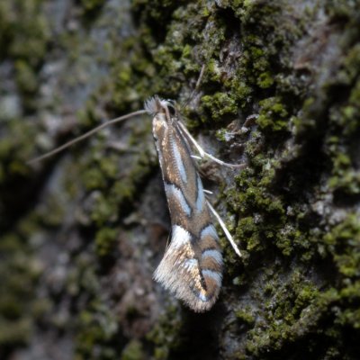 Phyllonorycter sp., Kývalka