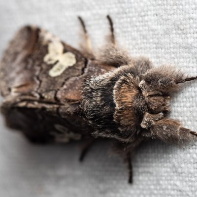 Diloba caeruleocephala (modrohlávek ovocný), Kamenný vrch