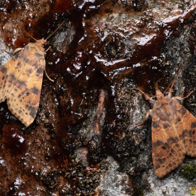 Xanthia ocellaris (zlatokřídlec topolový), Hády - odkaliště