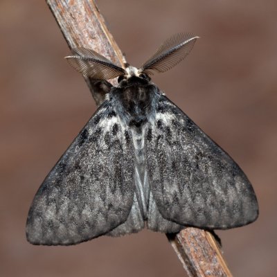 Lymantria monacha (bekyně mniška), Devět křížů