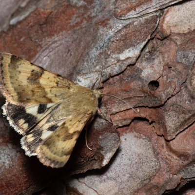 Heliothis viriplaca (černopáska štětková), PR Svatý kopeček