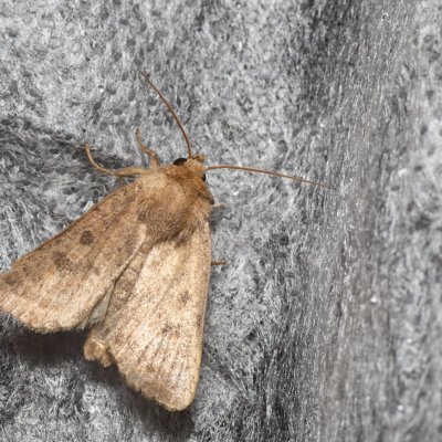 Hoplodrina octogenaria (blýskavka ptačincová), SK, Štôla