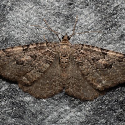 Hydria cervinalis (píďalka jarní), Hostěnice