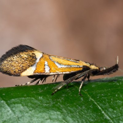 Alabonia staintoniella (krásněnka jarní), PP Střelický les