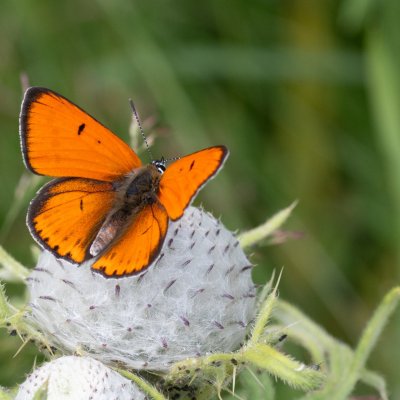Lycaena dispar (ohniváček černočárný), SK, Štôla