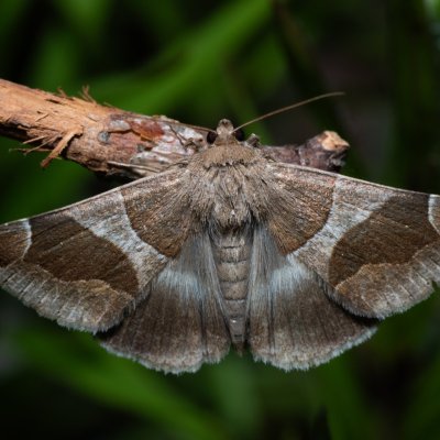 Dysgonia algira (hnědopáska temnopásá), Hády
