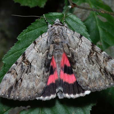 Catocala electa (stužkonoska vrbová), Žebětín