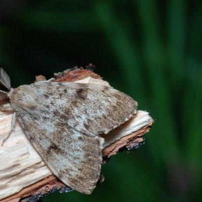 Lymantria dispar (bekyně velkohlavá), Soběslav