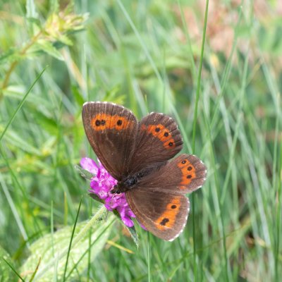 , HR, Velika kosa, Velebit