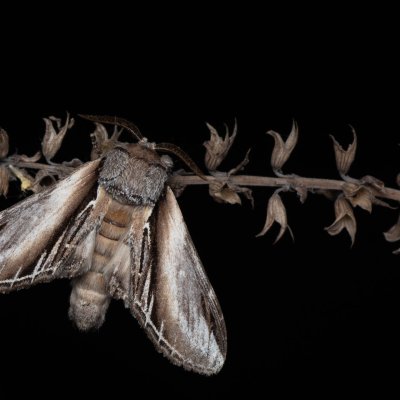 Pheosia tremula (hřbetozubec osikový), PP Na cvičišti