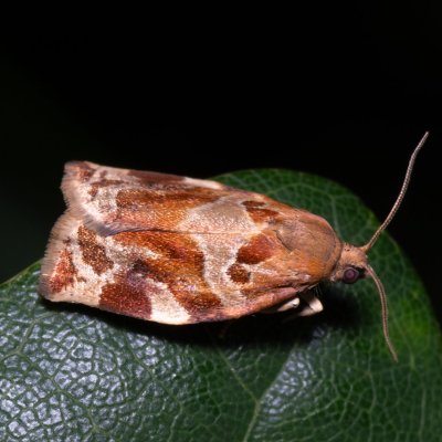 Archips xylosteana (obaleč třešňový), PR Kamenný vrch