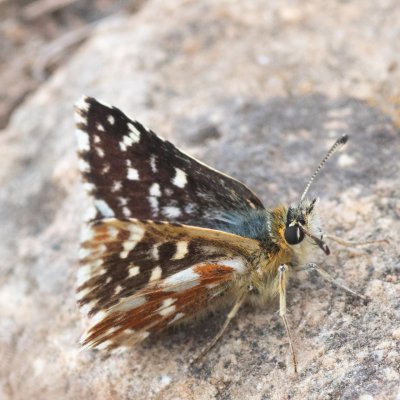 Spialia sertorius (soumračník skořicový), Hády