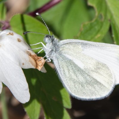 Leptidea juvernica/sinapis (bělásek luční/hrachorový), Mokrá Hora