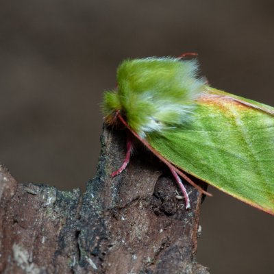 Pseudoips prasinana (zeleněnka buková), PR Bosonožský hájek