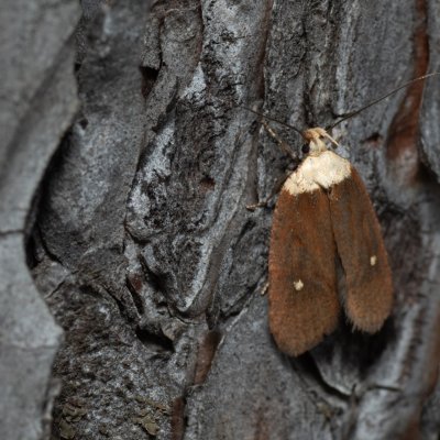 Agonopterix furvella (plochuška třemdavová), Kobylí