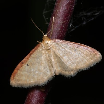 Idaea humiliata (žlutokřídlec červenočárný), NPP Červený kopec