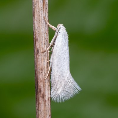 Elachista argentella (trávníček stříbrný), Čebín - bývalý lom