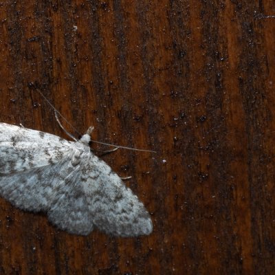 Orectis proboscidata (-), HR, Krasno