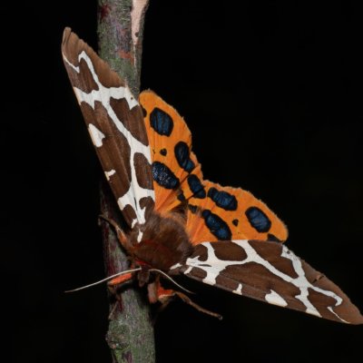 Arctia caja (přástevník medvědí), Hrabětice