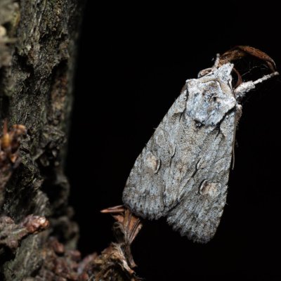 Lithophane ornitopus (dřevobarvec lesní), Žebětín