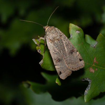 Noctua orbona (osenice černoskvrnná), PP Kavky